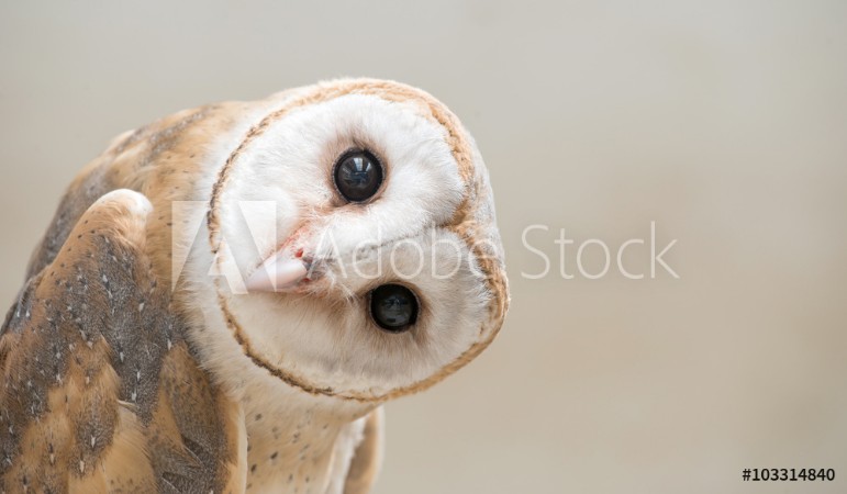 Picture of Common barn owl Tyto albahead close up